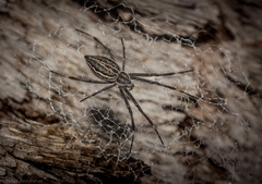 Argiope ocyaloides
