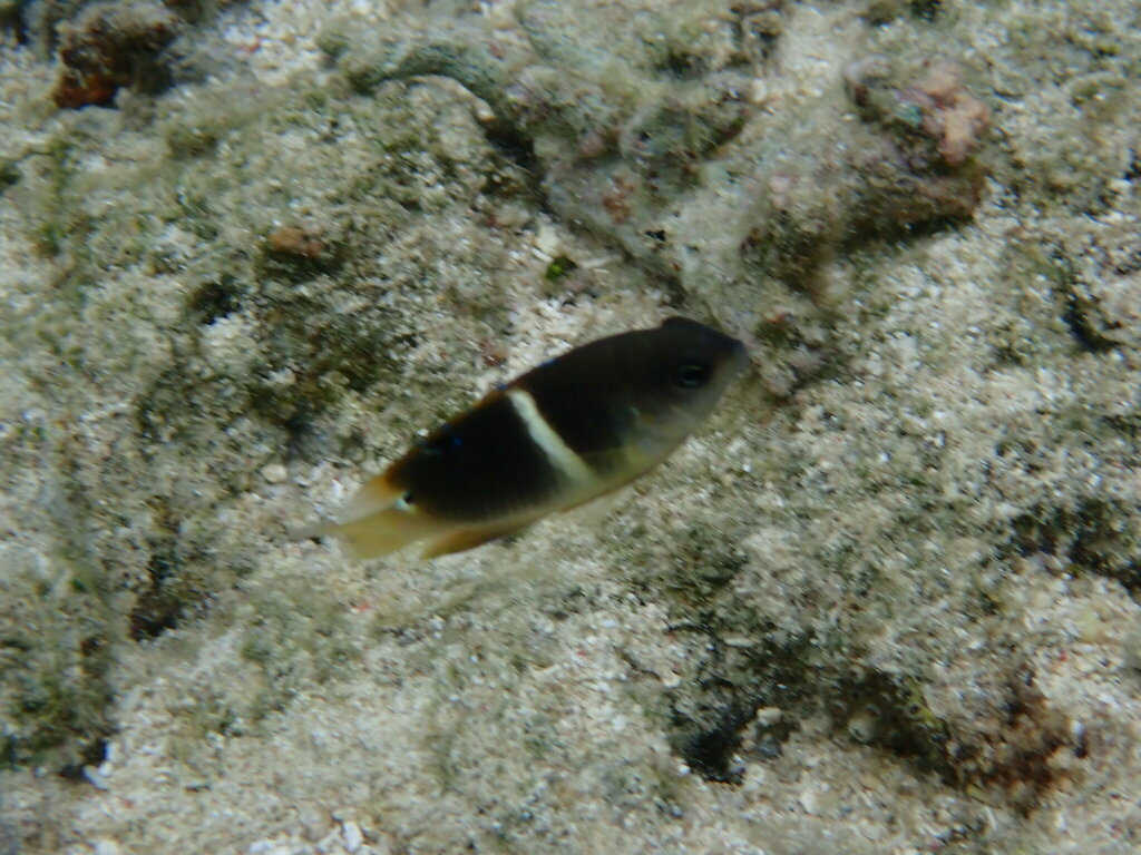 Twinspot damselfish