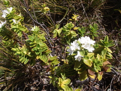 Veronica mooreae
