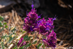 Salvia pachyphylla