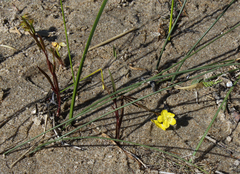 Linaceae