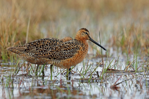 Agujeta escolopácea (Limnodromus scolopaceus)