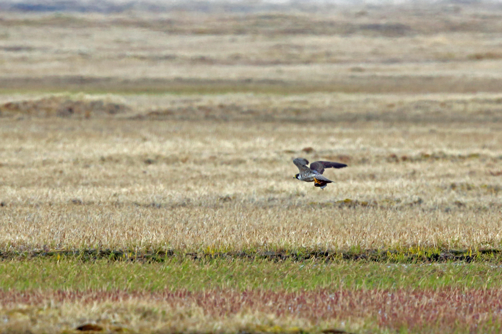 Peregrine Falcon