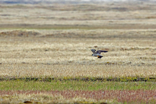 Peregrine Falcon