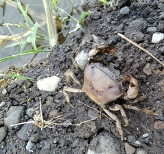 Parathelphusa convexa