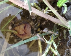 Parathelphusa convexa