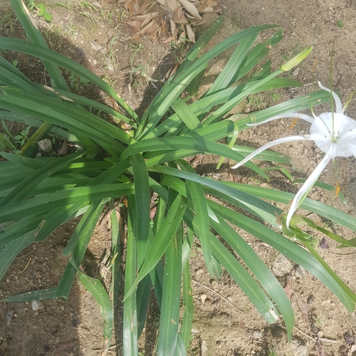 Hymenocallis littoralis image