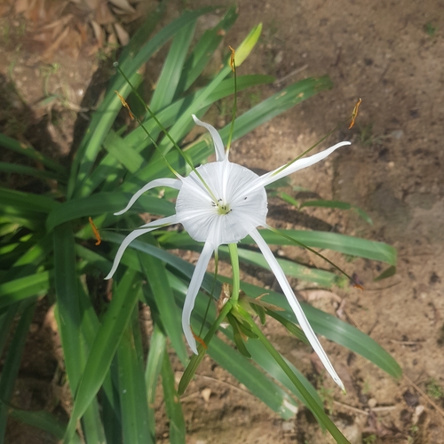 Hymenocallis littoralis image