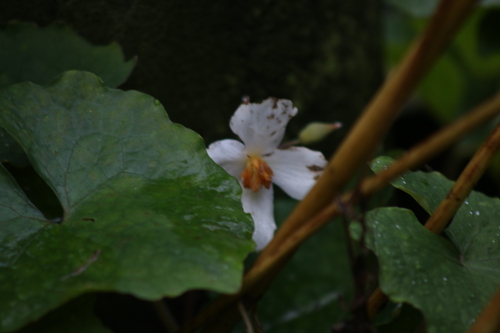 Image of Eomecon chionantha by (c) Julia Palmer, some rights reserved (CC BY-SA)