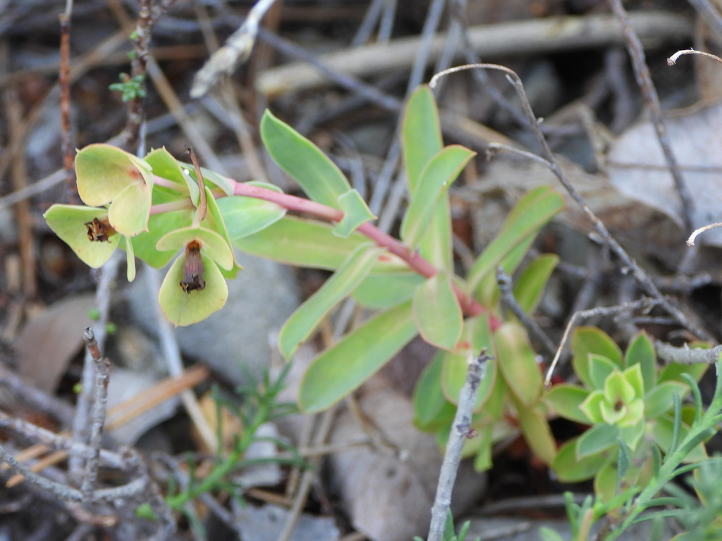 Euphorbia ligustica