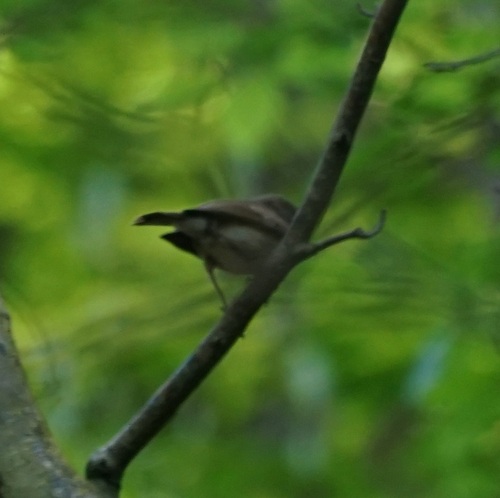 Muharice (Muscicapidae)
