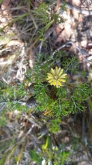 Isopogon