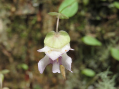 Utricularia jamesoniana