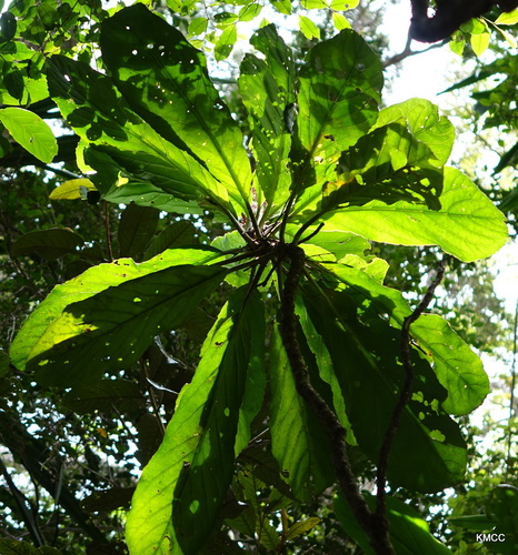 Melanophylla modestei image