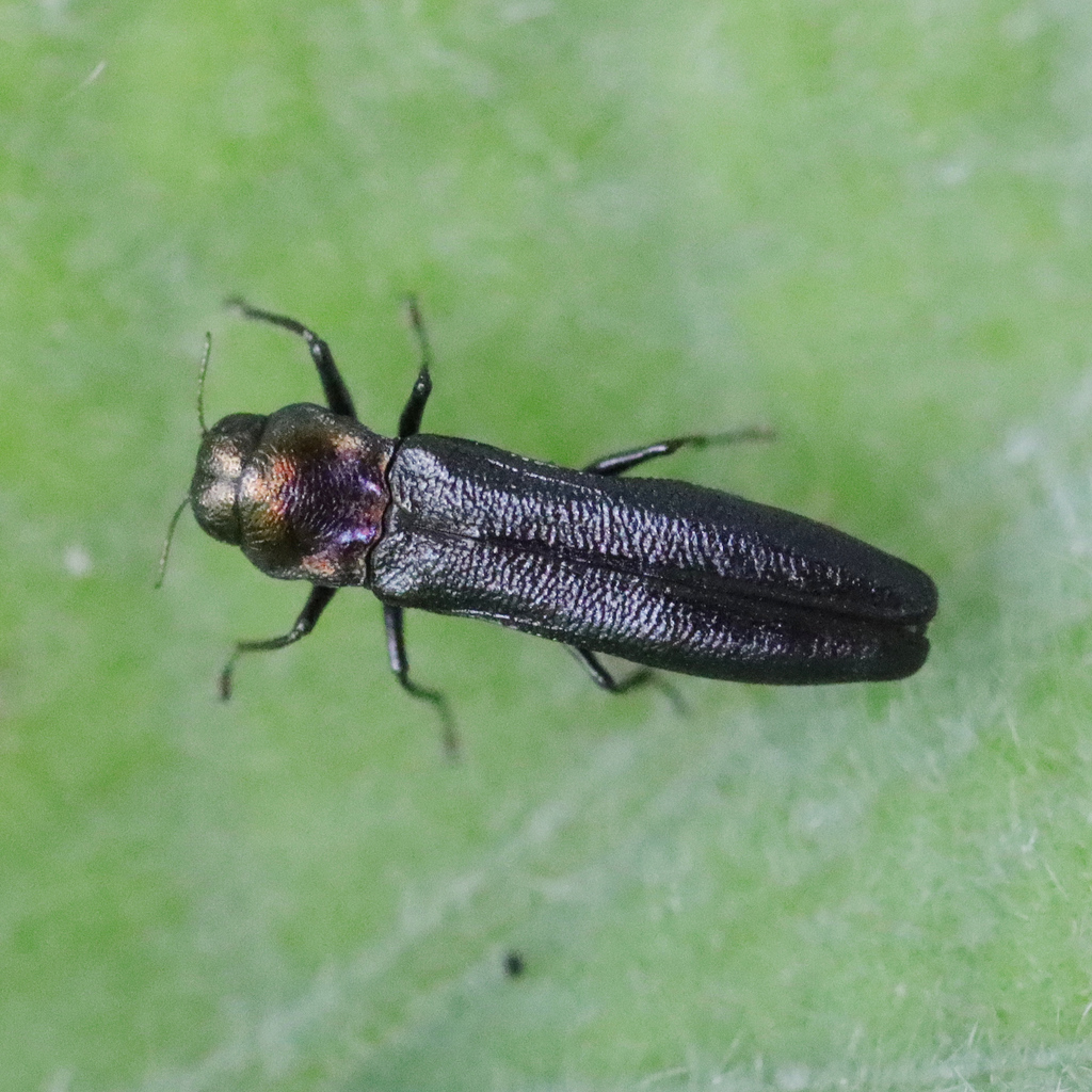 Paragrilus tenuis