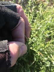 Pectocarya heterocarpa