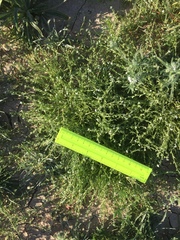 Pectocarya heterocarpa