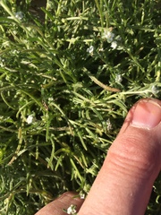 Pectocarya heterocarpa