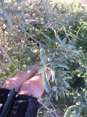 Atriplex canescens laciniata