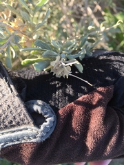 Atriplex canescens laciniata