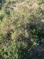 Atriplex canescens laciniata