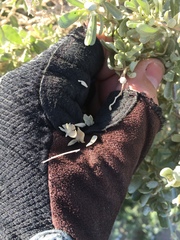 Atriplex canescens laciniata