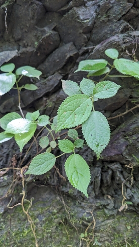Boehmeria pilosiuscula (Boehmeria pilosiuscula)