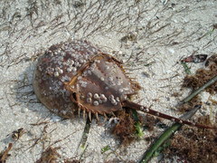 Amphibalanus venustus