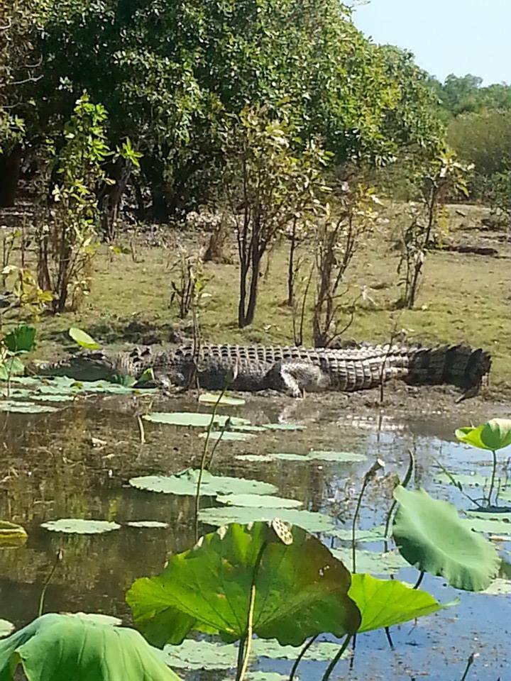 Saltwater Crocodile from Northern Territory, Australia on July 15, 2014 ...