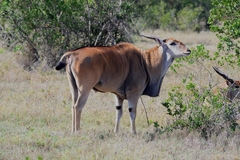 Tragelaphus oryx pattersonianus