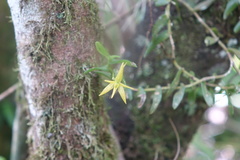 Angraecum triangulifolium image