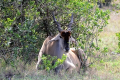 Tragelaphus oryx pattersonianus