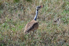 Eupodotis senegalensis