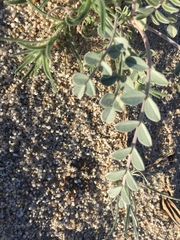 Astragalus lentiginosus borreganus