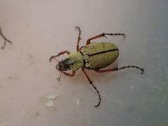 Macrodactylus uniformis