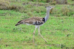 Ardeotis kori struthiunculus