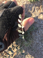Astragalus lentiginosus borreganus