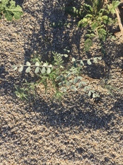 Astragalus lentiginosus borreganus