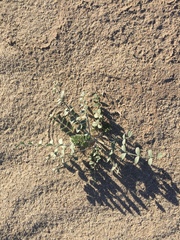 Astragalus lentiginosus borreganus