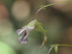 Utricularia jamesoniana