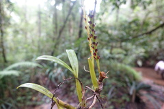 Bulbophyllum auriflorum image