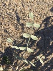 Astragalus lentiginosus borreganus
