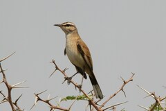 Kalahari Scrub Robin photo 5