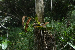 Bulbophyllum occultum image