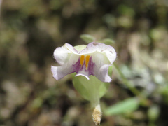 Utricularia jamesoniana