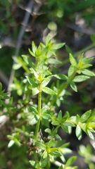 Galium nuttallii