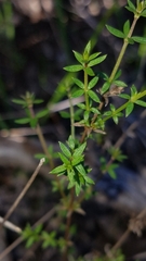 Galium nuttallii