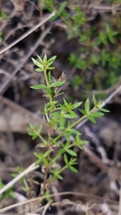Galium nuttallii