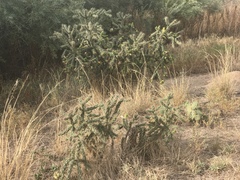 Cylindropuntia imbricata imbricata