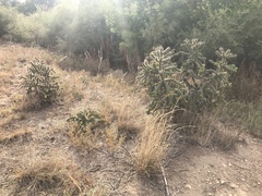 Cylindropuntia imbricata imbricata